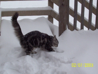 Snow Kat